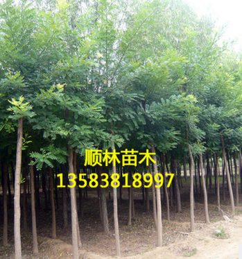 顺林苗木基地现货出售优质速生国槐 高成活率速生国槐价格实惠$图2