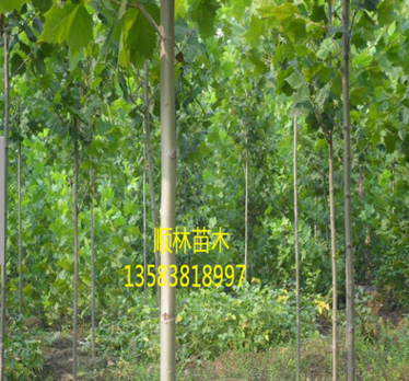 出售山东法桐树苗 适应性强速生法桐树苗 质优价廉速生法桐$图2