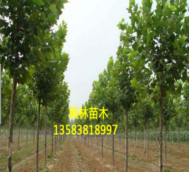 出售山东法桐树苗 适应性强速生法桐树苗 质优价廉速生法桐$图3