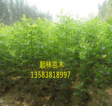 山东白蜡树苗基地现货出售适应性强速生白蜡 白蜡树苗量大从优$图2