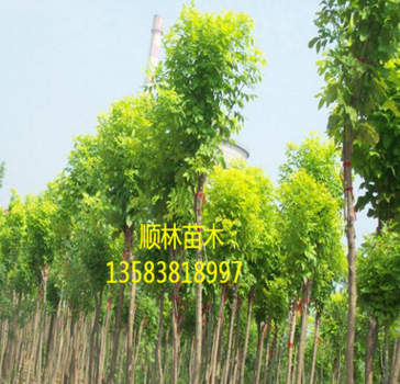 山东白蜡树苗基地现货出售适应性强速生白蜡 白蜡树苗量大从优$图3