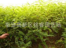 国槐 山东2米高国槐价格 泰安国槐批发 金枝国槐哪里买图2