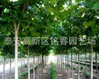 速生法桐 3-18公分速生法桐工程苗 山东速生法桐价格 法桐图2