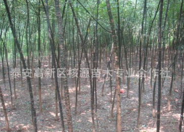 大量供应国槐，速生国槐，大小规格国槐图2