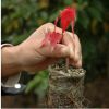 当年新采苗木树种美国红枫树种子 日本红枫苗 红花槭 欧洲红枫