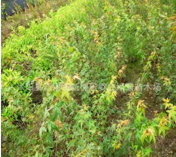 批发优质鸡爪槭 鸡爪槭小苗 绿化苗木苏北鸡爪槭基地图2