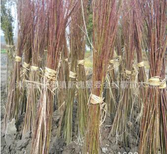 批发优质鸡爪槭 鸡爪槭小苗 绿化苗木苏北鸡爪槭基地图3