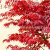 大量批发日本红枫美国红枫四季红枫树苗品种纯正规格齐全