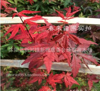 日本红枫小苗 基地直销 品种正宗 日本红枫树苗 嫁接红枫苗图2