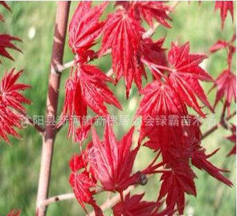 日本红枫小苗 基地直销 品种正宗 日本红枫树苗 嫁接红枫苗图3