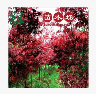 基地直销 优质红枫绿化苗木红枫小苗本红枫 规格齐全 量大优惠图2