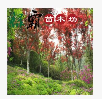 基地直销 优质红枫绿化苗木红枫小苗本红枫 规格齐全 量大优惠图3