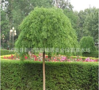 基地直销绿化苗木 龙爪槐 工程苗 垂槐 行道树 规格齐全图2