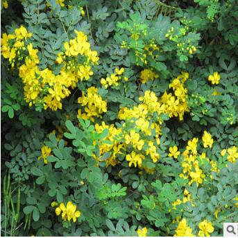 优质林木种子批发 黄槐种子 黄花槐种子 观花植物 彩色树种图2