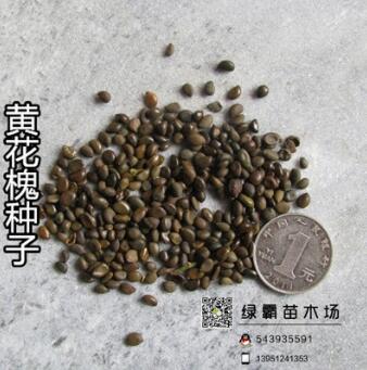 优质林木种子批发 黄槐种子 黄花槐种子 观花植物 彩色树种图3