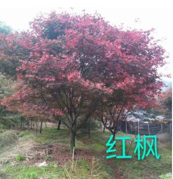 红枫 中国红枫灌木花卉 园林绿化 常绿乔木图1