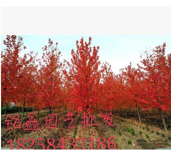 红枫 中国红枫灌木花卉 园林绿化 常绿乔木图3