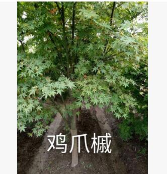 鸡爪槭 果树木花卉木 树花园林 绿化木常绿乔木图1