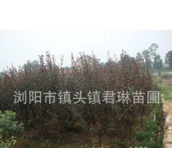 红叶李湖南低价格销售 乔木红叶李 红叶李苗木图2