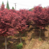 园林绿化苗木树 庭院植物 红丝带红枫树 各规格红枫树批发 品优