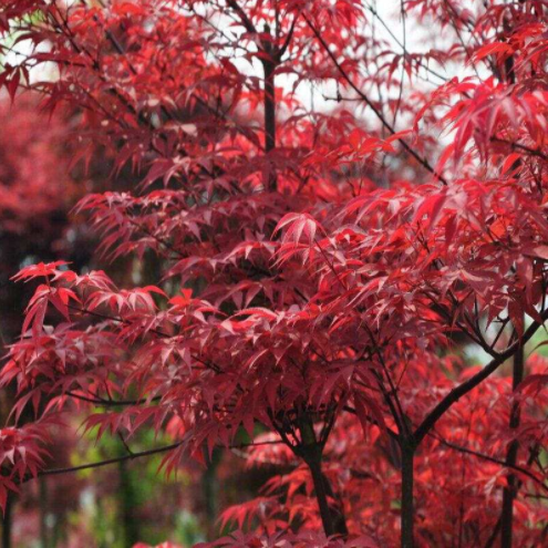 QQ截图20171128141827