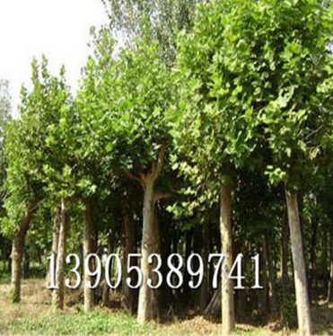 7公分法桐树出售、10公分法桐树批发、