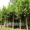 7公分法桐树出售、10公分法桐树批发、