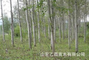 厂家批量供应好成活杨树 优质毛白杨树苗 园艺场经销出售杨树