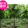 山东泰安10公分12公分15公分法桐 悬铃木 速生法桐树价格