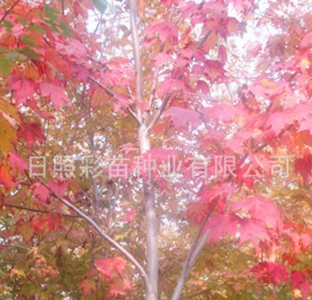 绿化苗木 红枫大苗 小苗 美国红枫 苗木批发 质优价廉