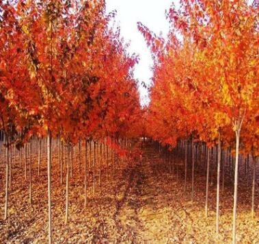 美国红枫树苗 正宗秋火焰 绿化小苗