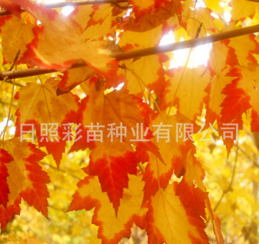 红枫 美国红枫 红枫小苗 黄宝石红枫母本 品种纯正 质优价廉