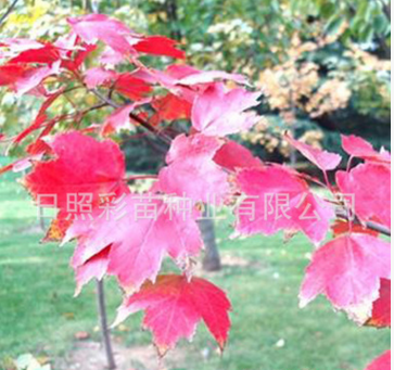 红枫 红枫树 美国红枫 理想的行道树 景观树