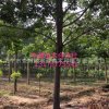 大量批发工程苗木白蜡 12公分白蜡树规格齐全