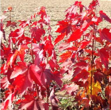 红枫 美国红枫小苗