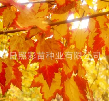 红枫 美国红枫 红枫小苗 黄宝石红枫母本