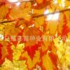 红枫 美国红枫 红枫小苗 黄宝石红枫母本