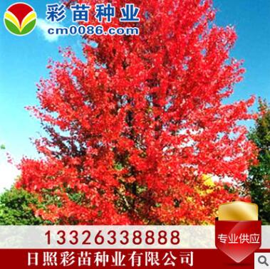 红枫树苗 绿化苗木