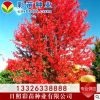 红枫树苗 绿化苗木