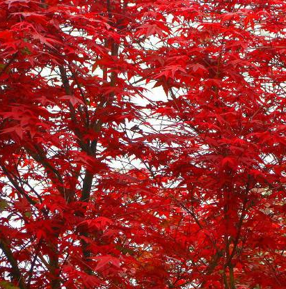 国红枫秋火焰红枫苗批发绿化工程专用 淄博美国红枫苗红花槭山东