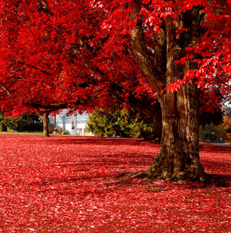 组培扦插苗秋火焰