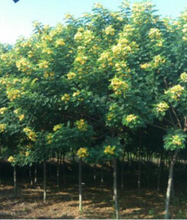 供1200棵7公分优质黄槐树、2.2-2.5米分枝、冠幅饱满优美