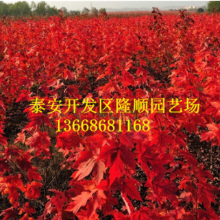 树圃出售 美国红枫秋火焰 树形好 量大优惠 适宜南北栽培