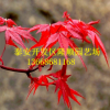 树圃出售 美国红枫秋火焰 质量保证 量大优惠 适宜南北栽培