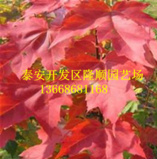 树圃大量出售自己培育栽植 美国红枫秋火焰 树形好 量大优惠