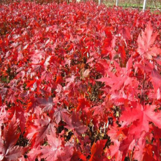 树圃大量出售 美国红枫秋火焰小树 壮树 树形好 量大优惠