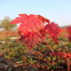 树圃自己培育栽植 美国红枫秋火焰 树形好 量大优惠
