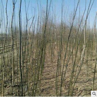 老式槐树 30公分国槐 基地直销 截杆干发帽国槐 速生国槐图2