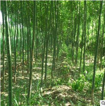 老式槐树 30公分国槐 基地直销 截杆干发帽国槐 速生国槐图3