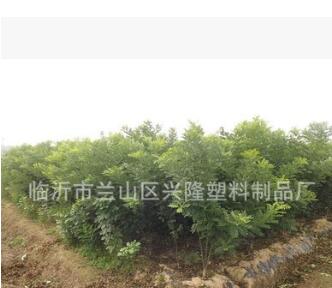 厂家直销 速生国槐 国槐绿化树 国槐树 国槐小树图3